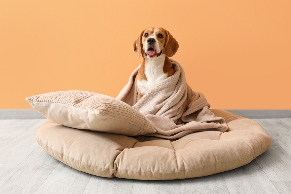 A brown and white dog sitting on a tan, circular bed with a pillow and blanket.