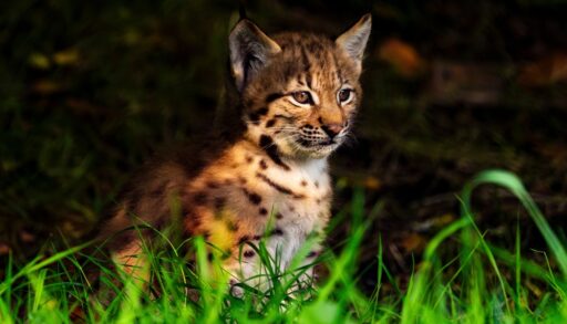 Close-up of a baby lynx (bobcat) standing in a green field.