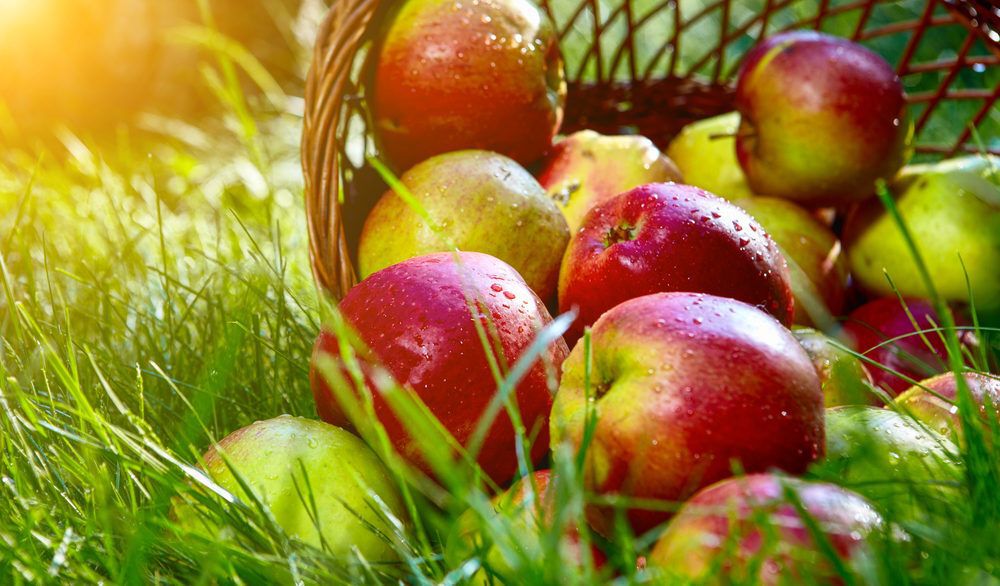 Close-up of a basket of red apples lying in a field.