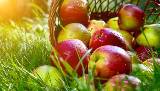 Close-up of a basket of red apples lying in a field.