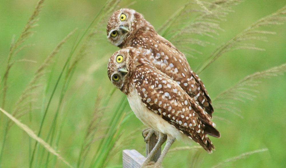 Two burrowing owls perched on a fence with their heads cocked in the same direction.