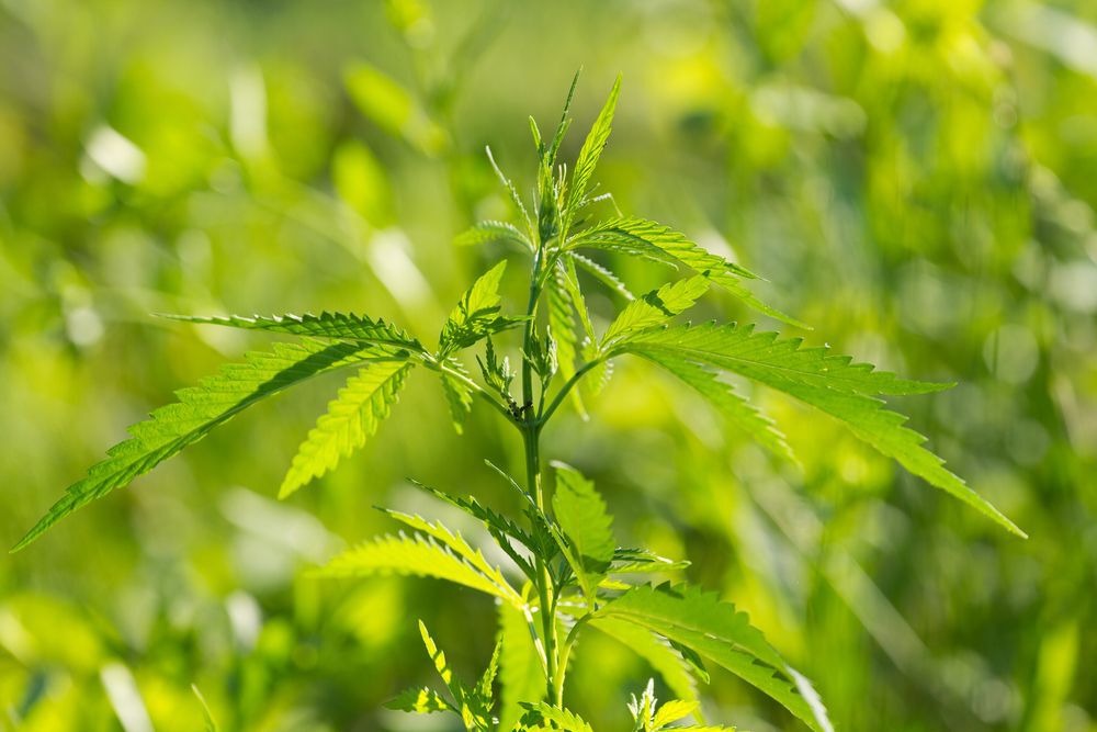 Close-up of a green hemp plant.