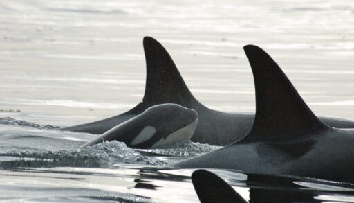 Orca calf surfacing surrounded by adult oracs.