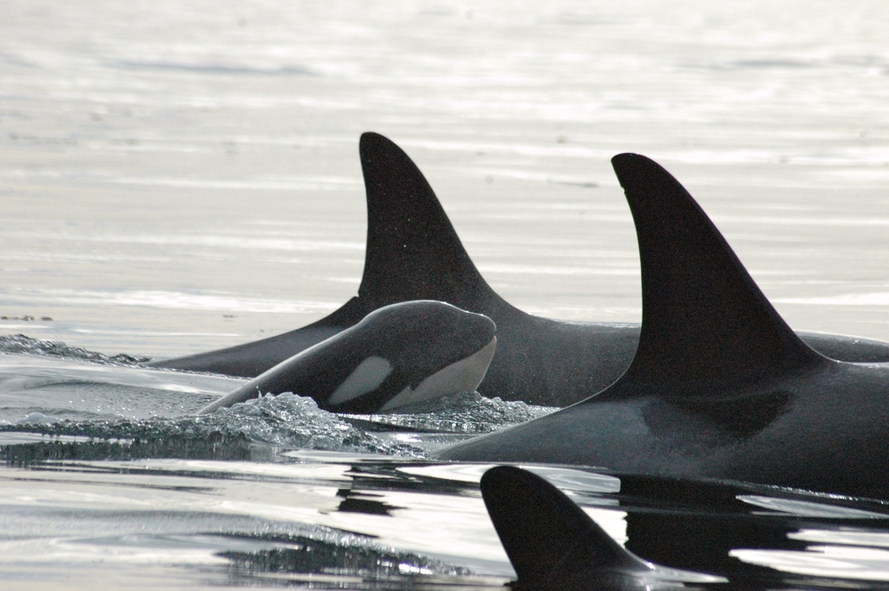 Orca calf surfacing surrounded by adult oracs.