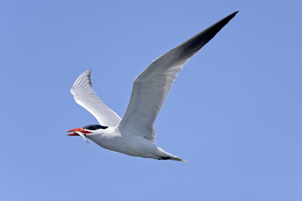 Caspian tern