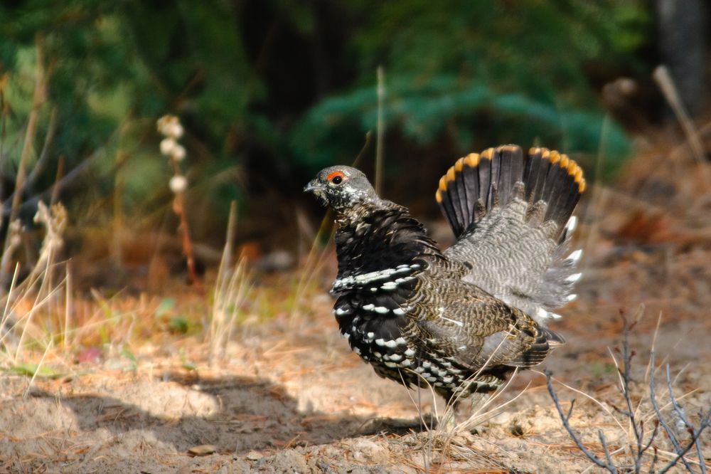 Spruce grouse