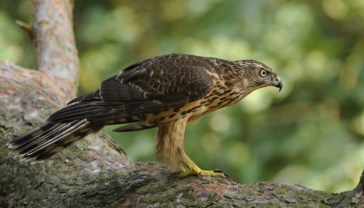 Northern goshawk
