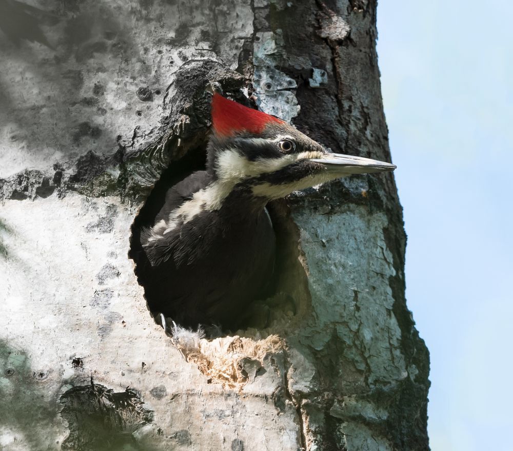 Pileated woodpecker