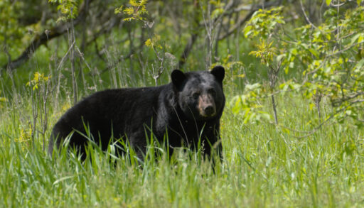 Black bear standing in a field of tall grass.