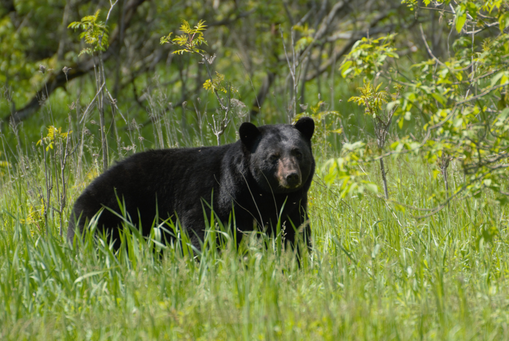 Black bear standing in a field of tall grass.