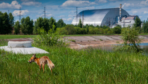 A fox standing in a grassy field in front of the Chernobyl nuclear power plant.
