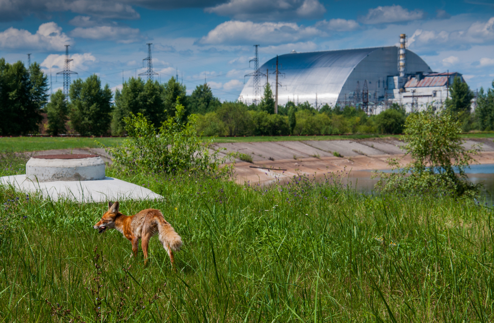 A fox standing in a grassy field in front of the Chernobyl nuclear power plant.