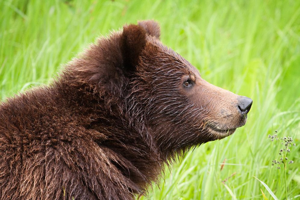 Close-up of a grizzly bear standing in a green field.
