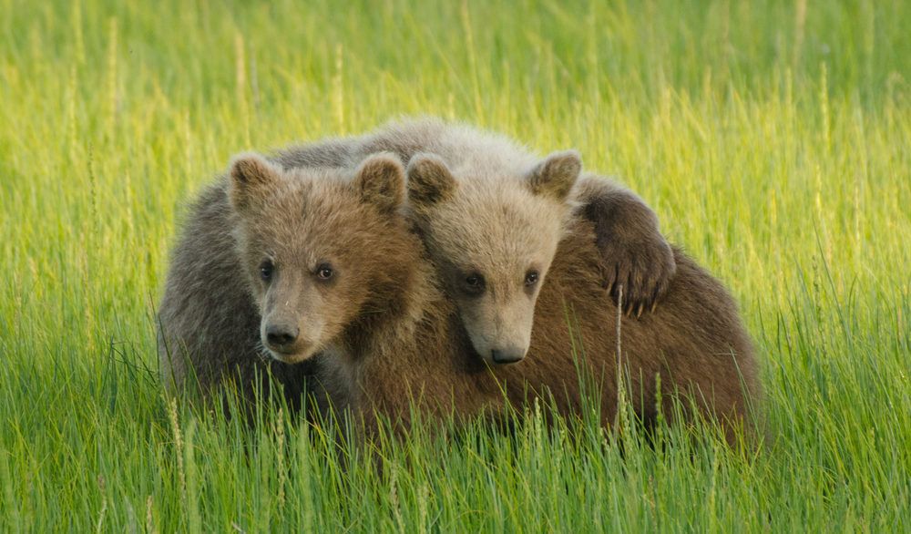 Grizzly cubs