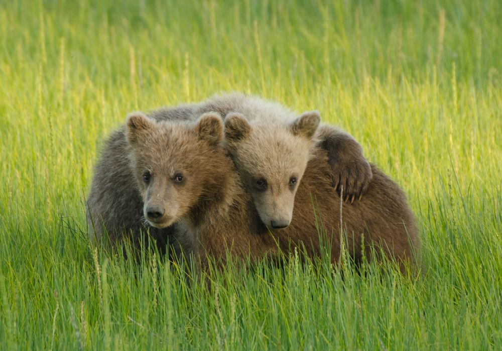 Grizzly cubs