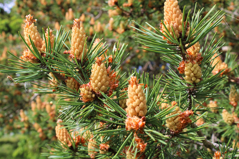 Close-up of pine cones on an evergreen tree.