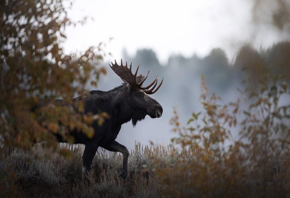 A bull moose walking through a forest on a foggy day.