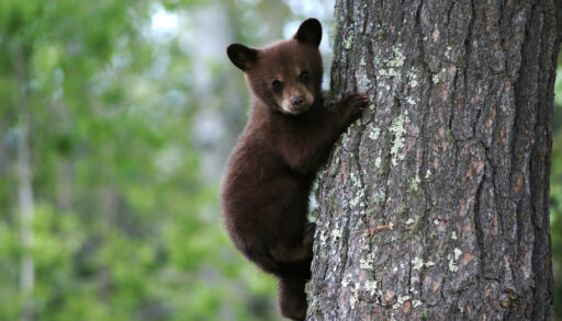 A brown bear cub hanging onto a tree.
