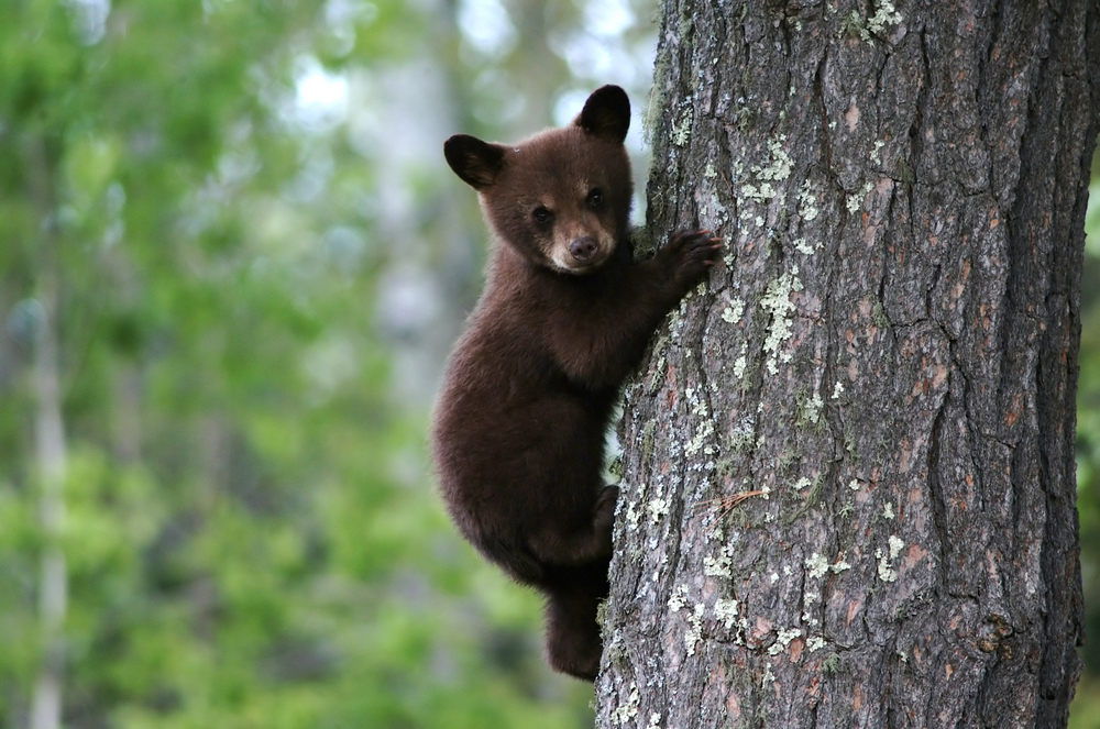 A brown bear cub hanging onto a tree.