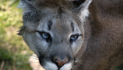 Close-up of a cougar's face.