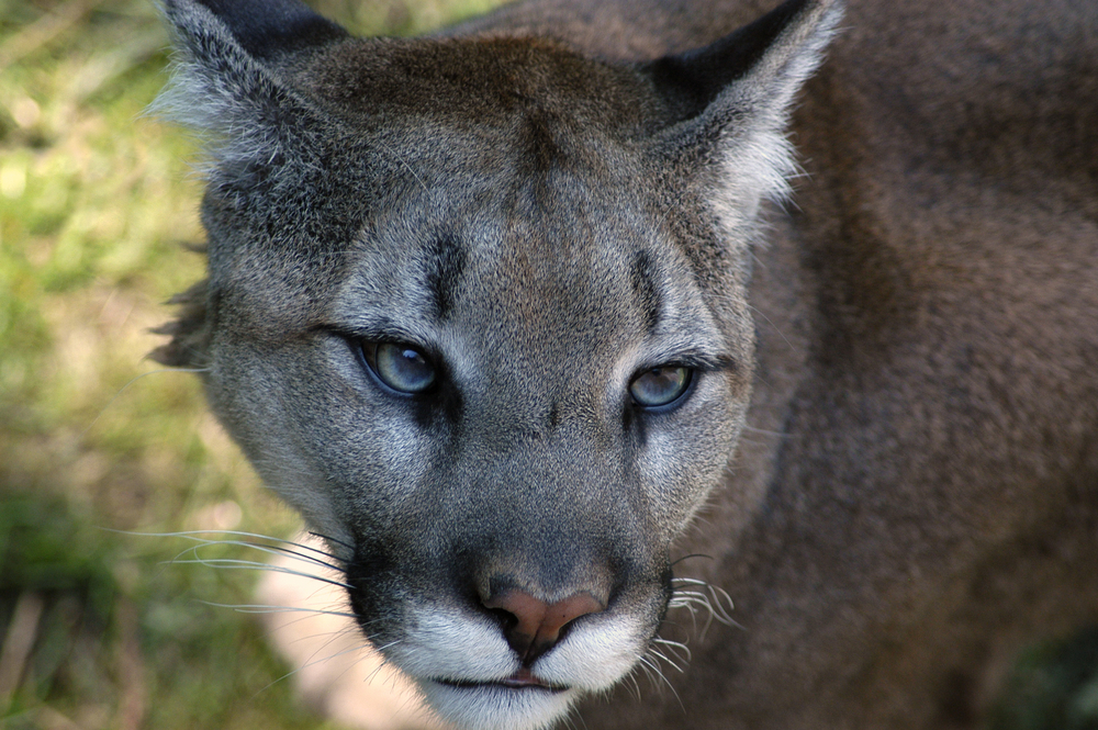 Close-up of a cougar's face.