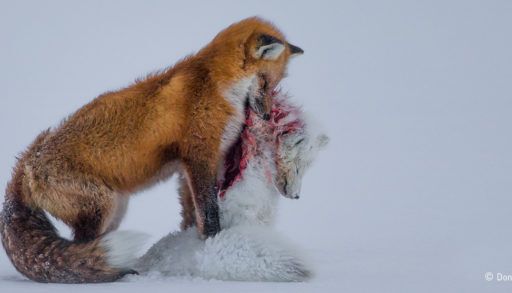 A red fox holds its recently killed prey, an Arctic Fox