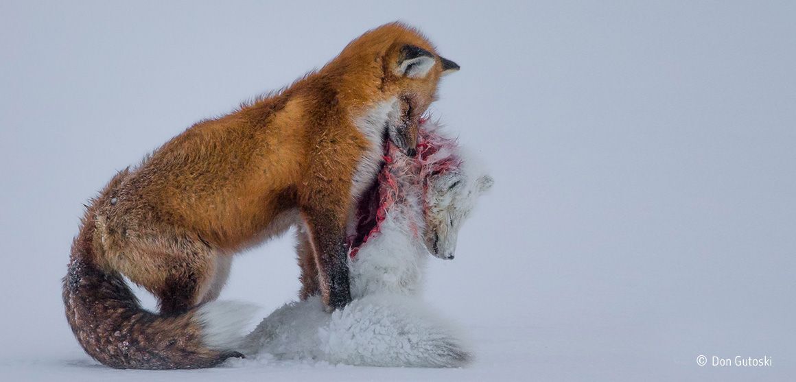 A red fox holds its recently killed prey, an Arctic Fox