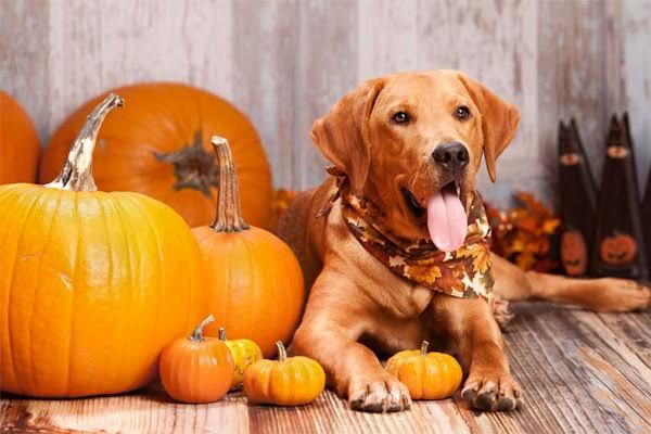 Pumpkin dog food