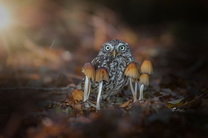 Miniature owl Poldi with some mushrooms