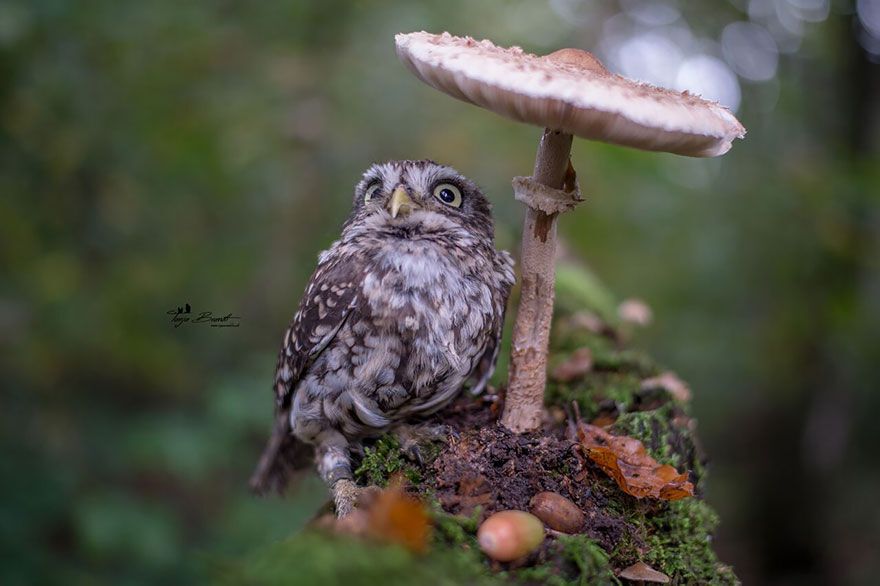 Miniature owl Poldi stands underneath a mushroom