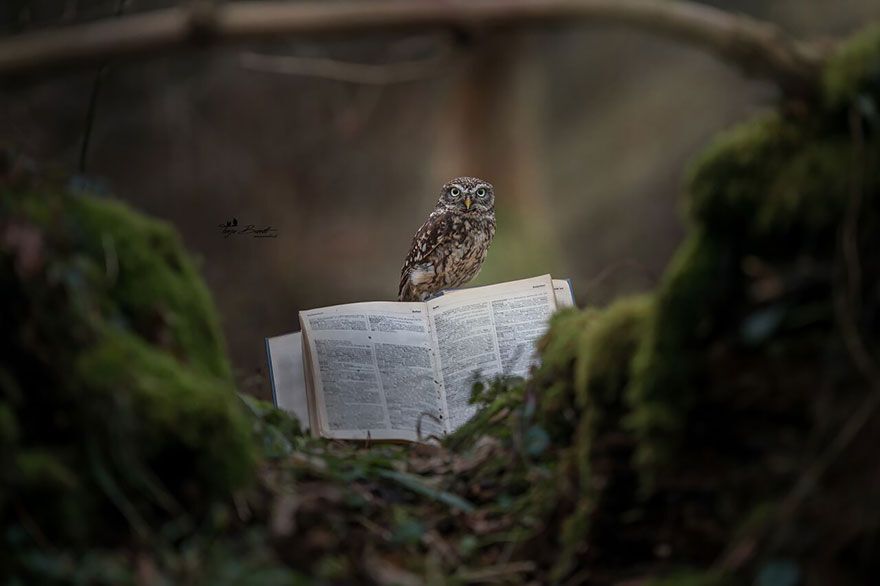Poldi the miniature owl poses with a book in the woods