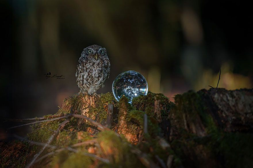 Poldi the miniature owl sits next to a large bead of water