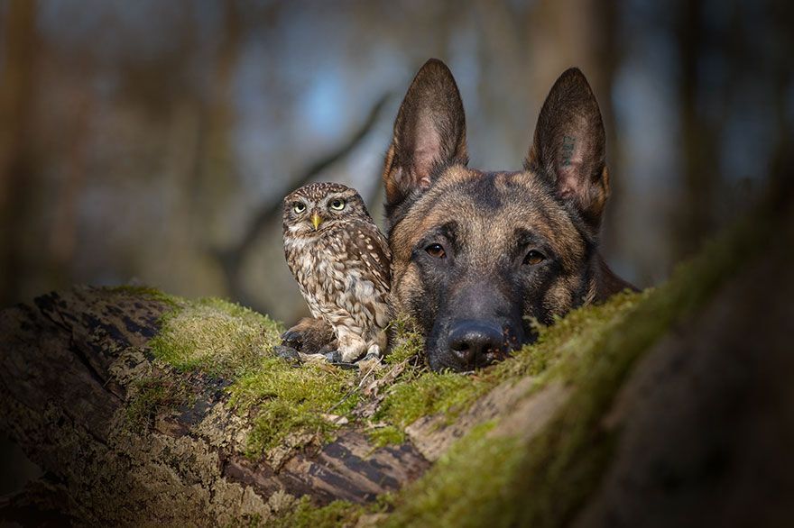Poldi the miniature owl stands with his friend, Ingo the dog