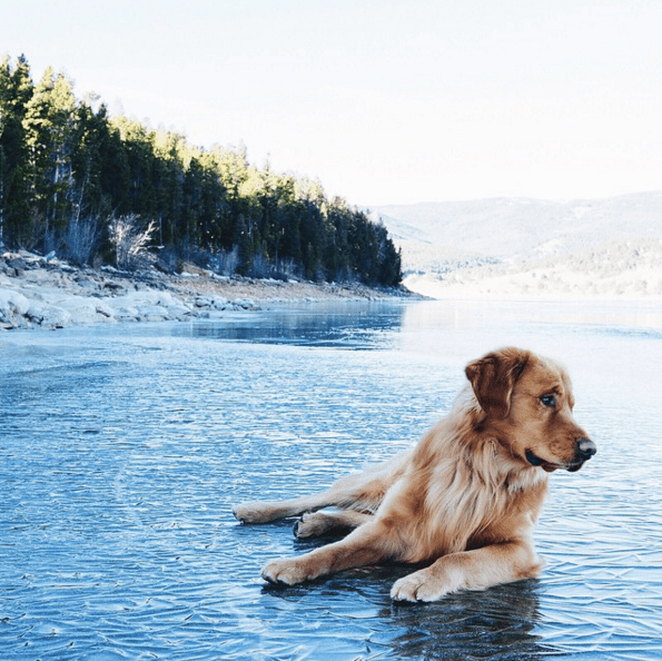 Aspen the Mountain Pup