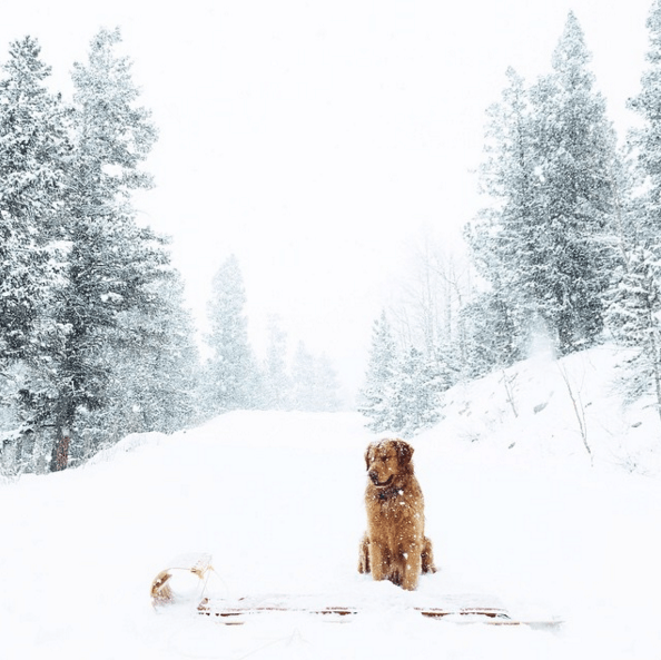 Aspen the Mountain Pup