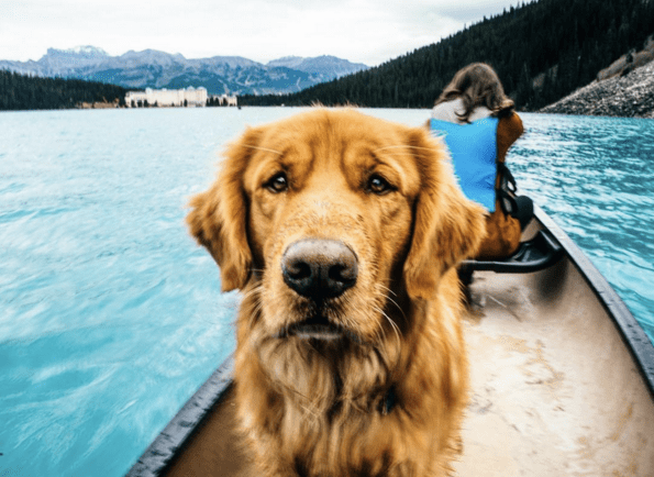 Aspen the Mountain Pup