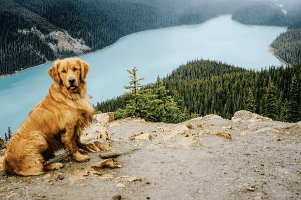 Aspen the Mountain Pup