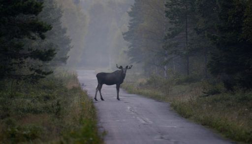 A moose standing in the middle of a misty road flanked by trees on either side.