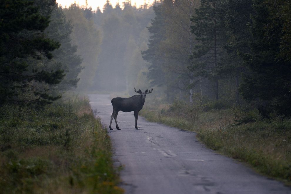 A moose standing in the middle of a misty road flanked by trees on either side.