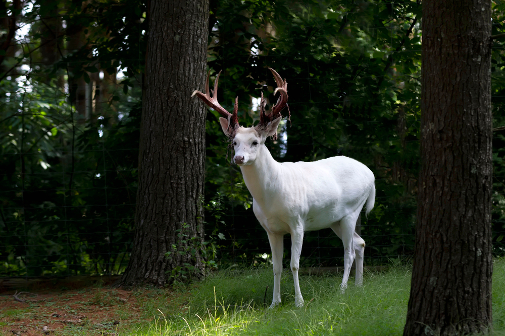 An albino white-tailed deer buck standing in a forest.