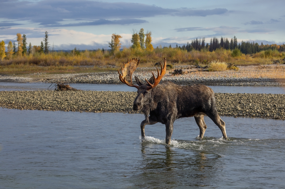 A bull moose crossing a shallow creek in autumn.