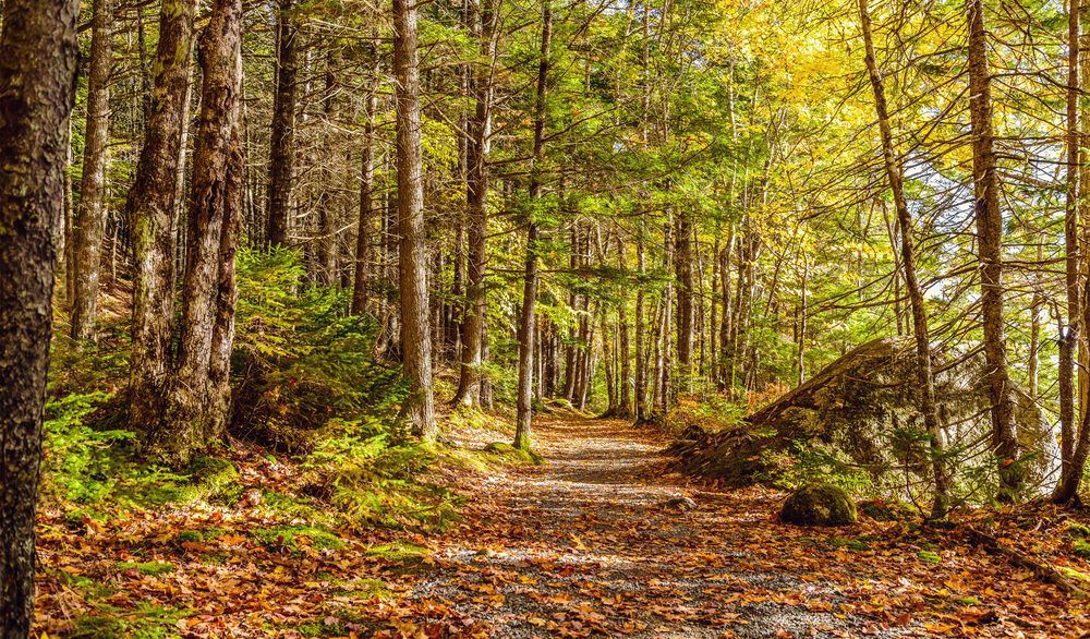 A dense forest with green and yellow leaves and a pathway scattered with orange leaves in Kejimkujik National Park , Nova Scotia.