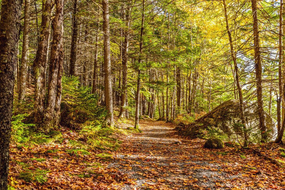 A dense forest with green and yellow leaves and a pathway scattered with orange leaves in Kejimkujik National Park , Nova Scotia.