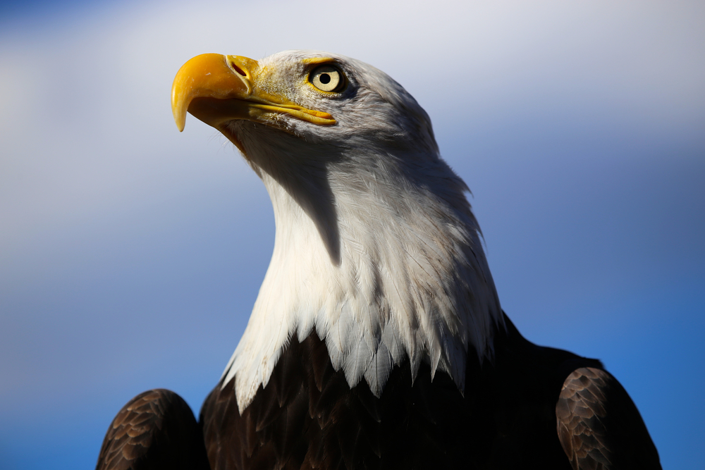 Close-up of a bald eagle's head against a blue sky.