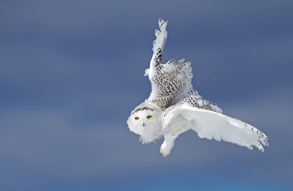 Close-up of a snowy owl flying through the air.