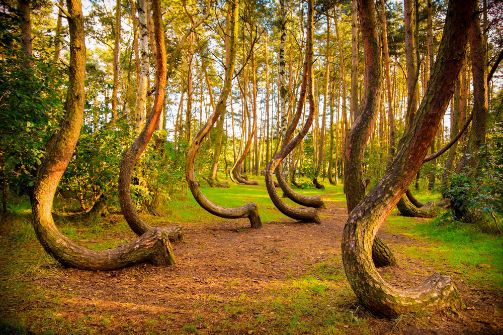 Crooked pine trees in a forest at sunset in Gryfino, Poland.