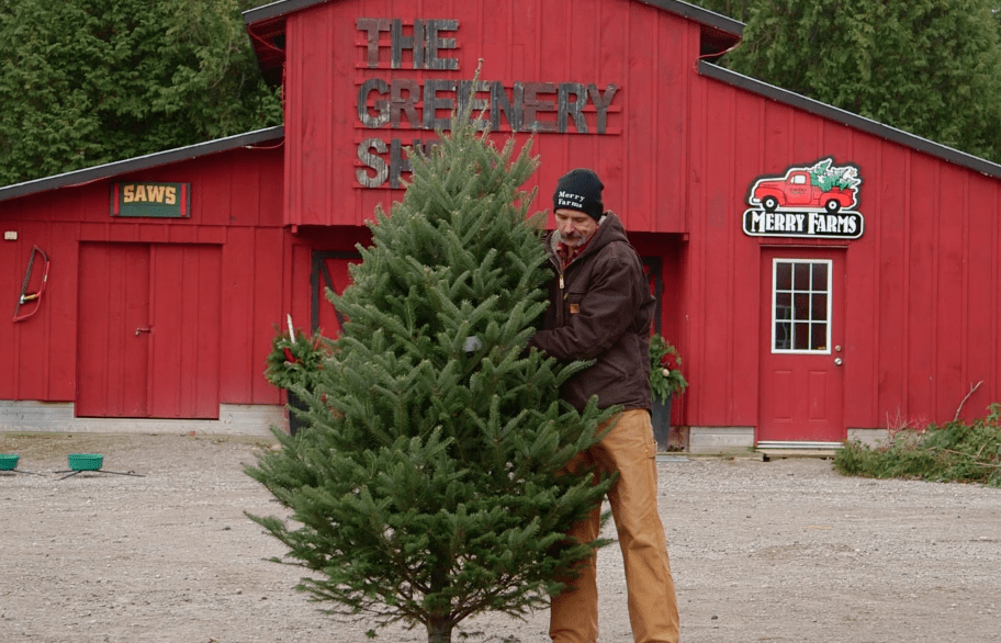 Tips for the perfect pre-cut Christmas tree