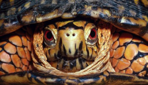 Close-up of an Eastern box turtle, with orange skin and a dark-coloured shell.