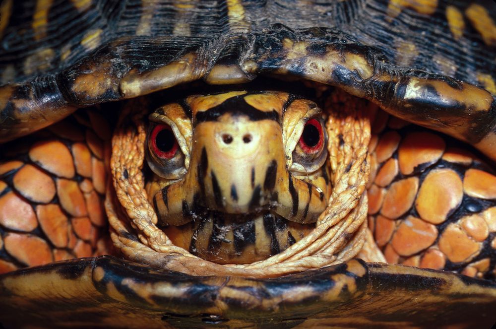 Close-up of an Eastern box turtle, with orange skin and a dark-coloured shell.