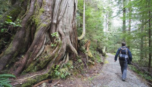 Person walking next to an old growth tree in Carmanah Walbran Provincial Park, Vancouver Island, British Columbia.